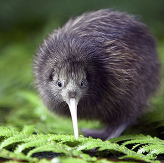 kiwi